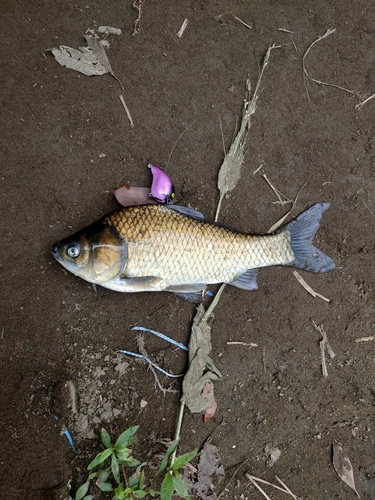 ヘラブナの釣果