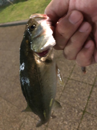 セイゴ（マルスズキ）の釣果