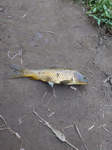 コイの釣果