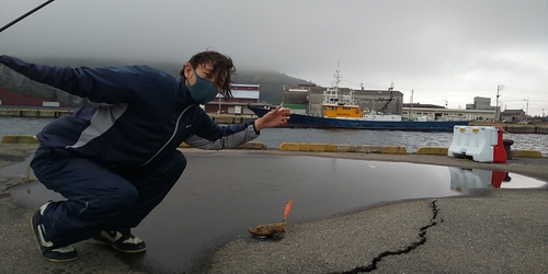 コウイカの釣果