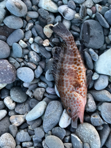 オオモンハタの釣果