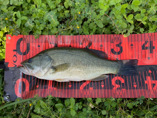 ブラックバスの釣果