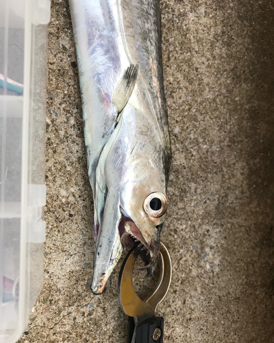 タチウオの釣果