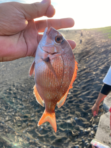 チャリコの釣果