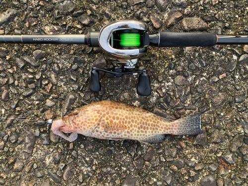 オオモンハタの釣果