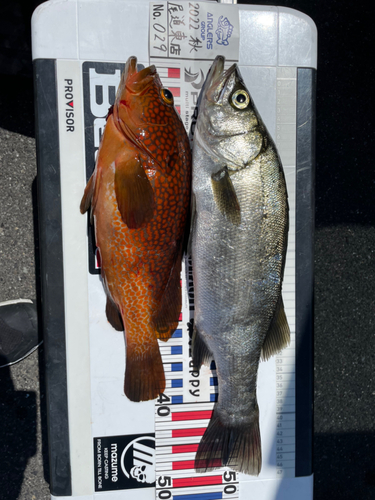 ヒラスズキの釣果