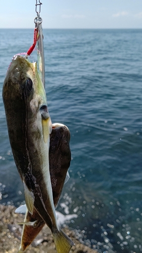 フグの釣果