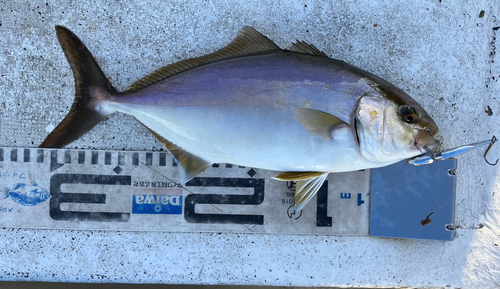 ショゴの釣果