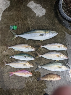 ハマチの釣果