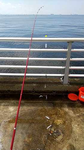 カタクチイワシの釣果