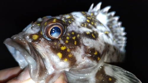 オウゴンムラソイの釣果