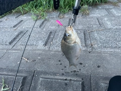 ヘラブナの釣果
