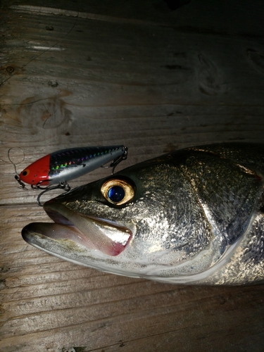 シーバスの釣果