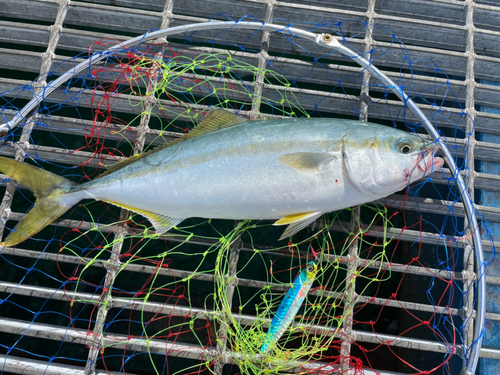 ツバスの釣果