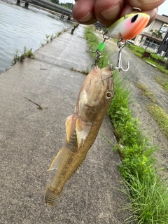 マハゼの釣果