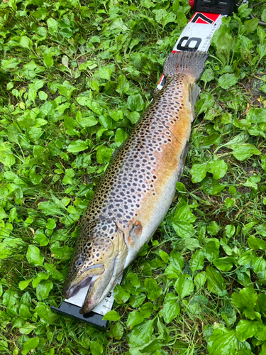 ブラウントラウトの釣果