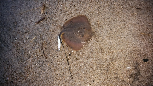 エイの釣果