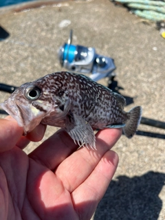 マゾイの釣果