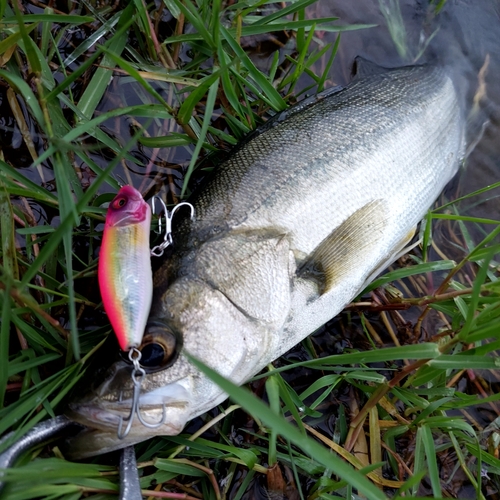 スズキの釣果