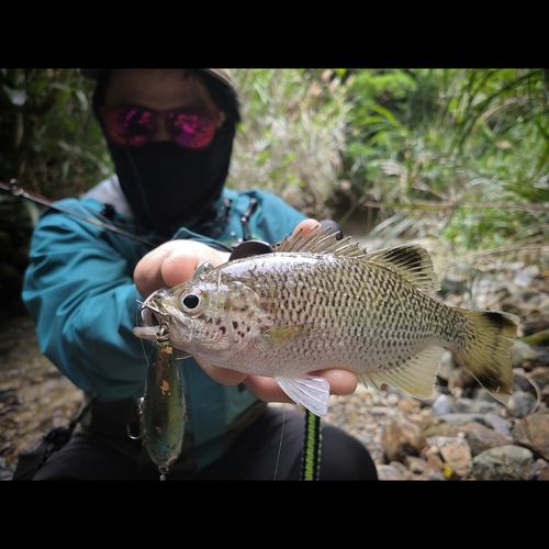 オオクチユゴイの釣果