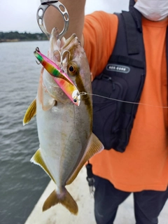 ショゴの釣果