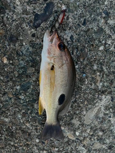 クロホシフエダイの釣果