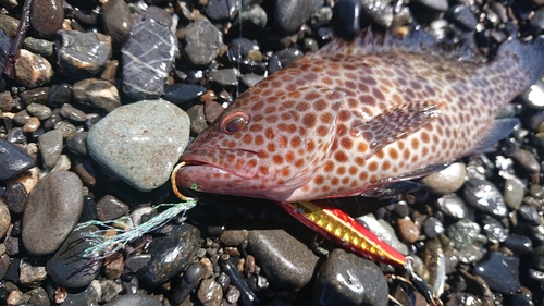 オオモンハタの釣果