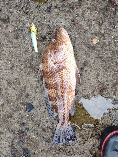 オオモンハタの釣果