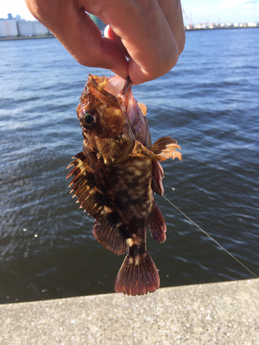 カサゴの釣果