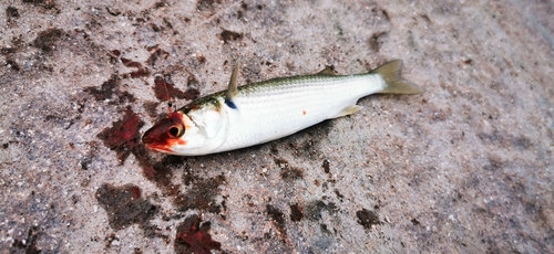 ボラの釣果