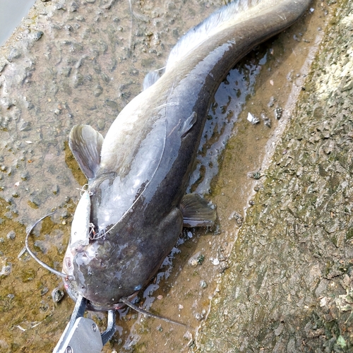 ニホンナマズの釣果