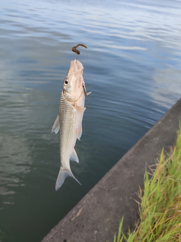 ニゴイの釣果