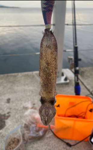 イカの釣果