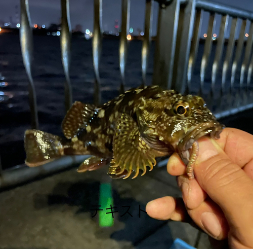 カサゴの釣果