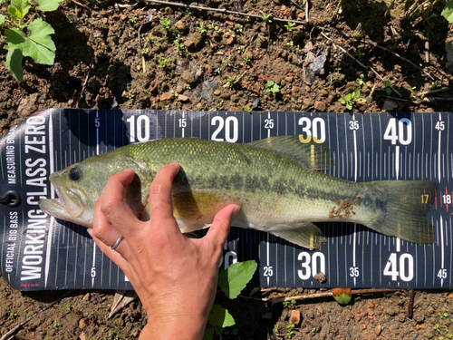 ブラックバスの釣果