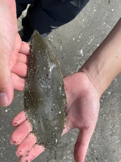 シタビラメの釣果