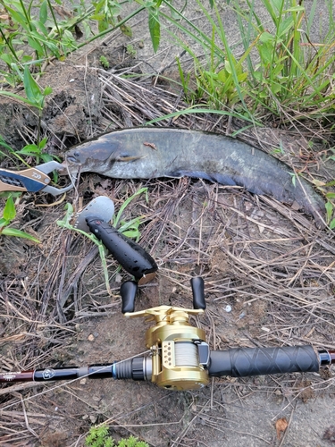 マナマズの釣果