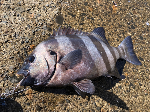 イシダイの釣果