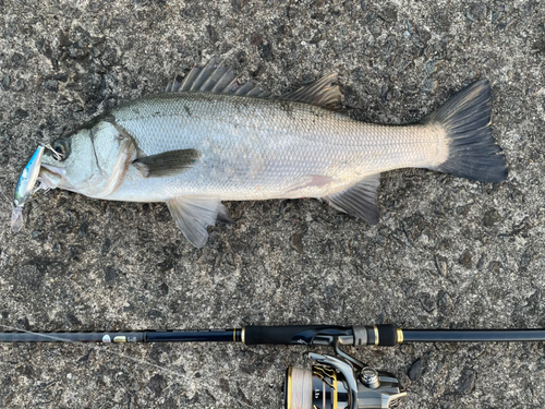 ヒラスズキの釣果