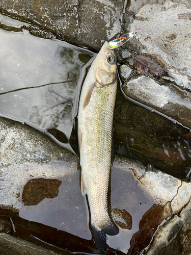 ウグイの釣果