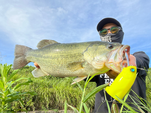 ブラックバスの釣果