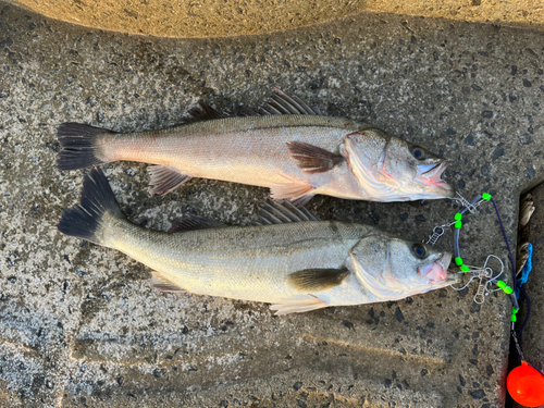 シーバスの釣果