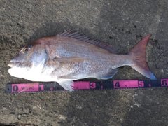 マダイの釣果