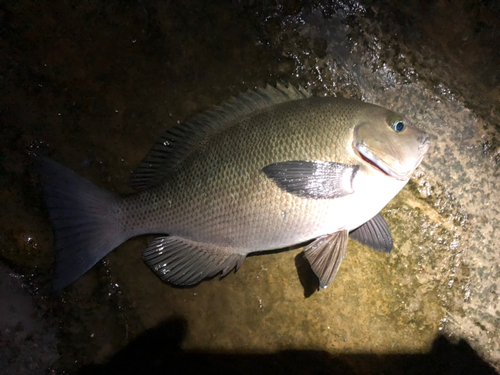 メジナの釣果