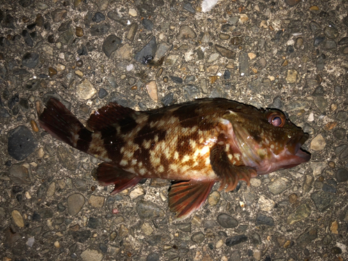 カサゴの釣果