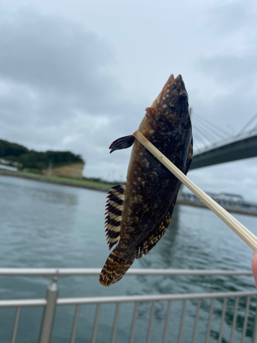 クジメの釣果