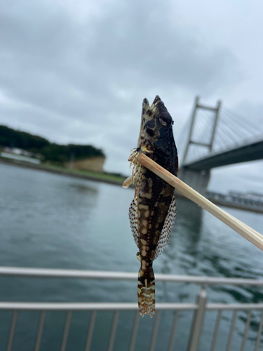 アサヒアナハゼの釣果