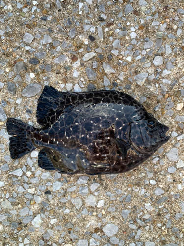 イシガキダイの釣果