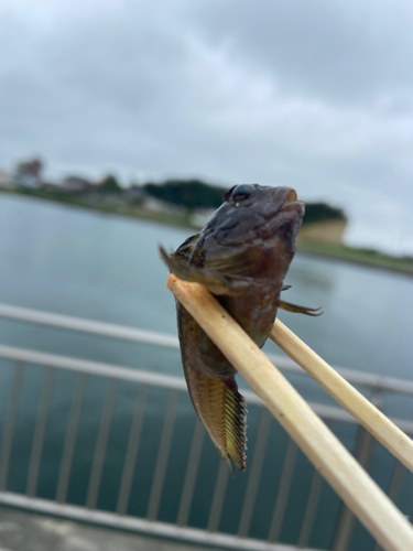 イソギンポの釣果