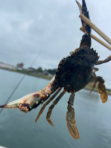 イシガニの釣果